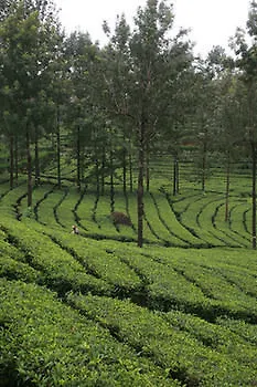 Wild Elephant Eco Friendly Resort Munnar Indien