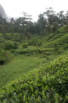 ***  Wild Elephant Eco Friendly Resort Munnar Indien