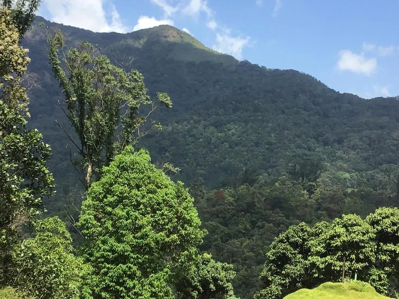 Wild Elephant Eco Friendly Resort Munnar